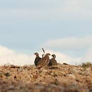 Red-legged Partridge