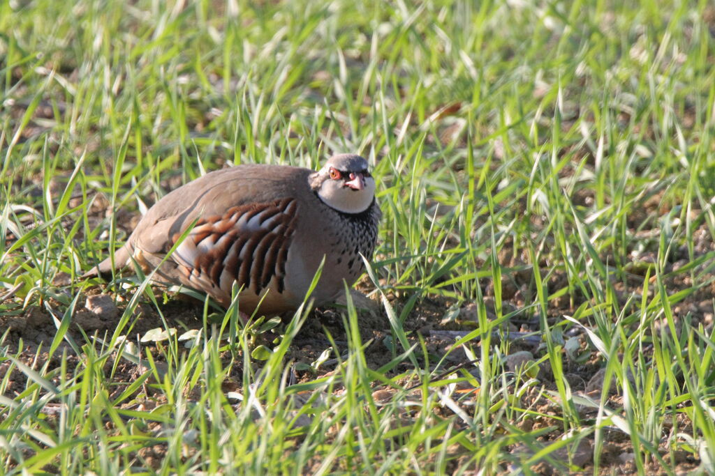 Red-legged Partridge