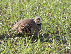 Red-legged Partridge