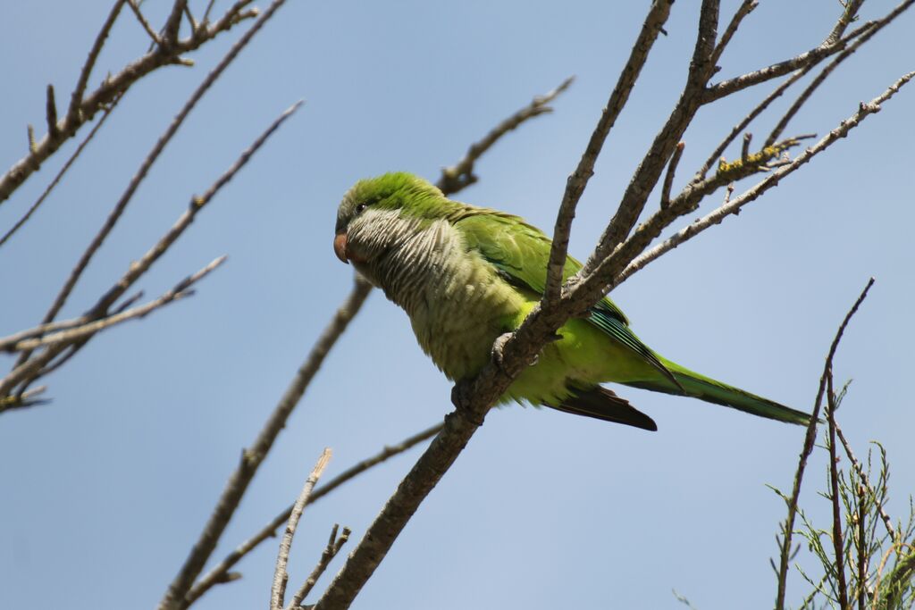 Monk Parakeet