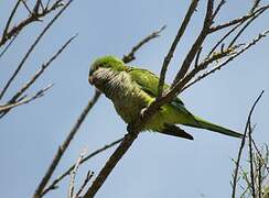 Monk Parakeet