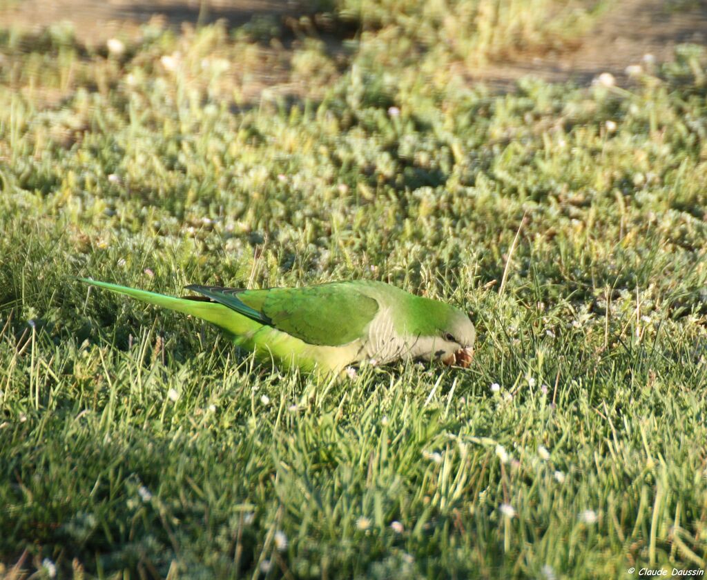 Monk Parakeet