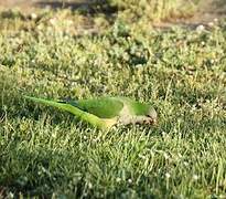 Monk Parakeet