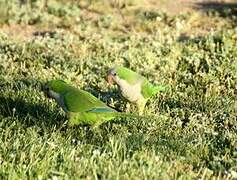 Monk Parakeet