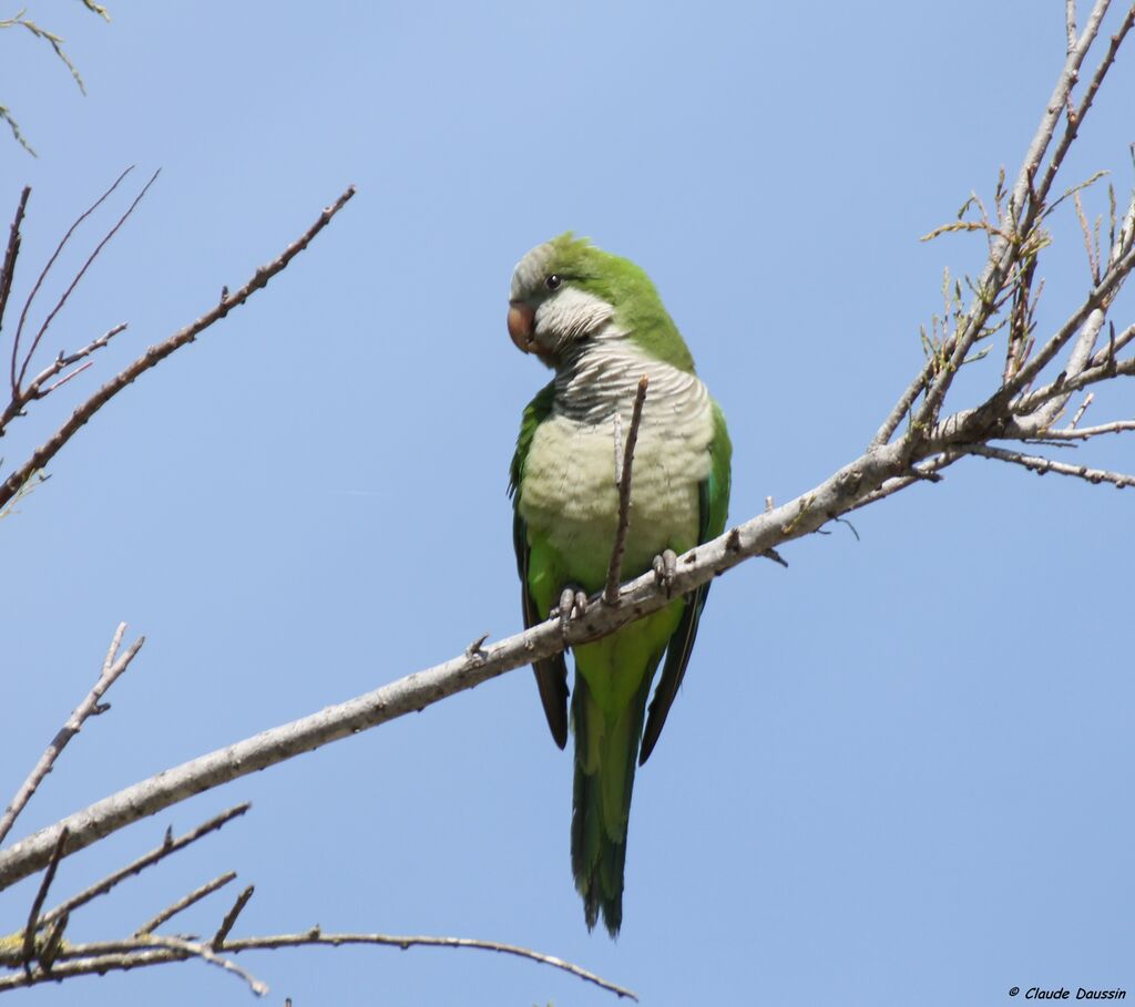 Monk Parakeet