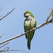 Monk Parakeet