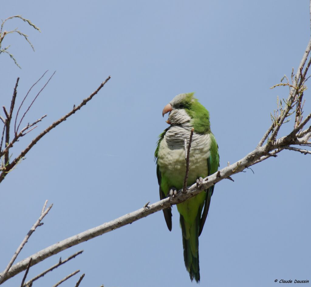 Monk Parakeet