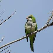 Monk Parakeet