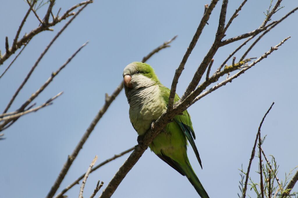 Monk Parakeet