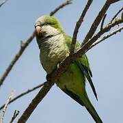 Monk Parakeet