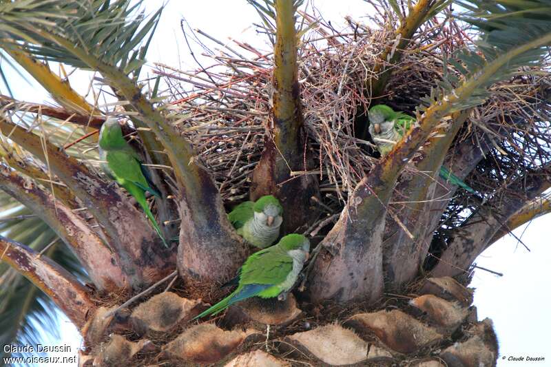 Monk Parakeet, habitat, pigmentation