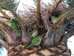 Monk Parakeet