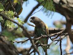 Meyer's Parrot