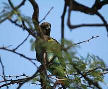 Meyer's Parrot