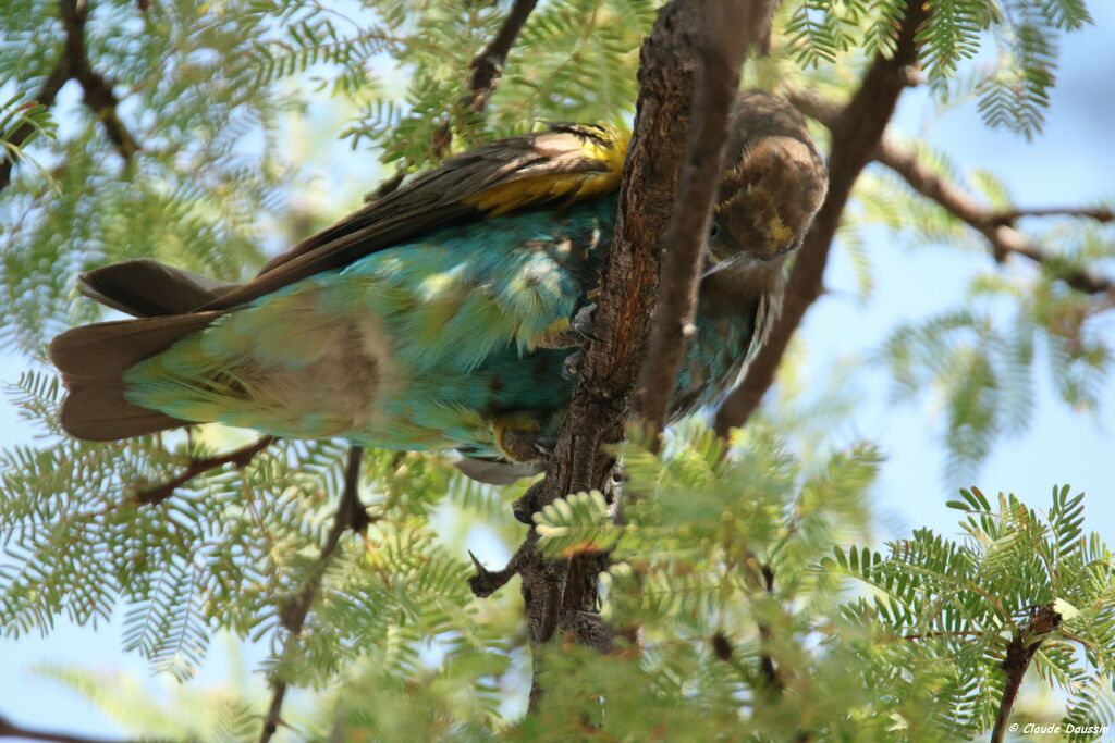 Meyer's Parrot