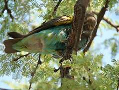 Meyer's Parrot