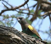 Meyer's Parrot