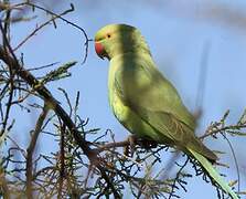 Rose-ringed Parakeet