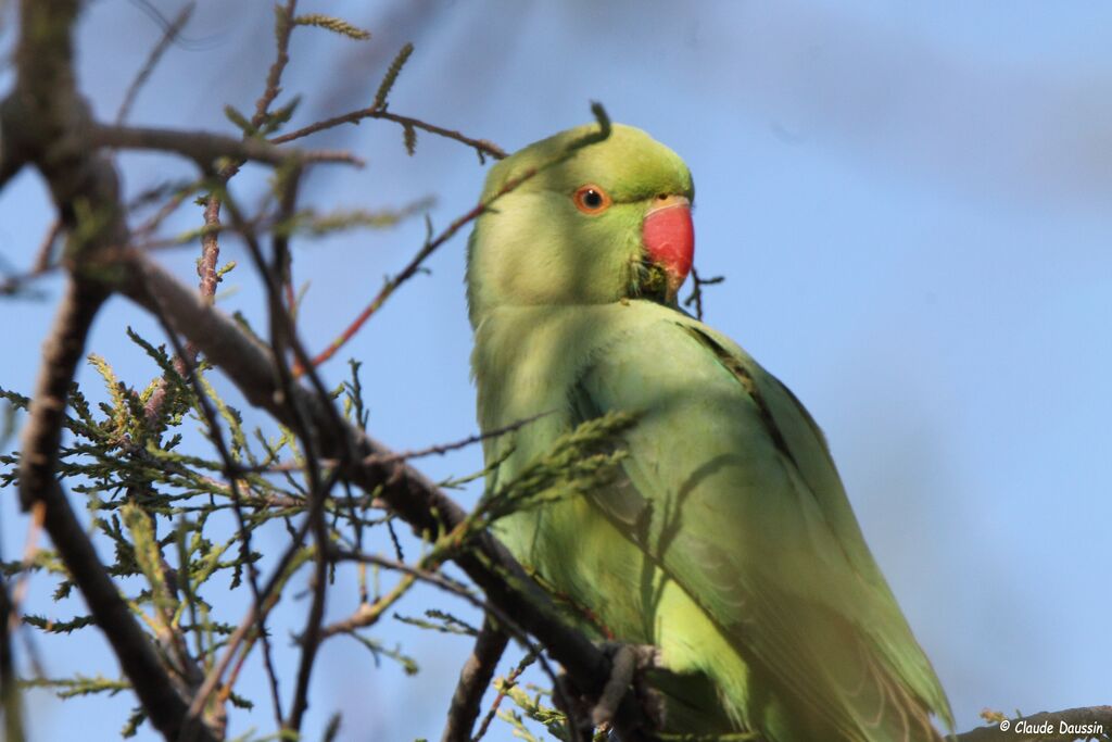 Rose-ringed Parakeet