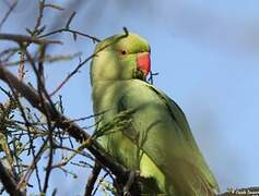 Rose-ringed Parakeet