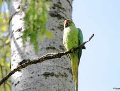 Rose-ringed Parakeet