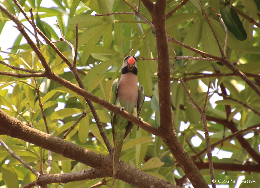 Red-breasted Parakeetadult