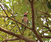 Red-breasted Parakeet