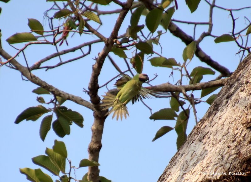 Red-breasted Parakeet, Flight