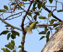 Red-breasted Parakeet