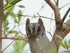 African Scops Owl