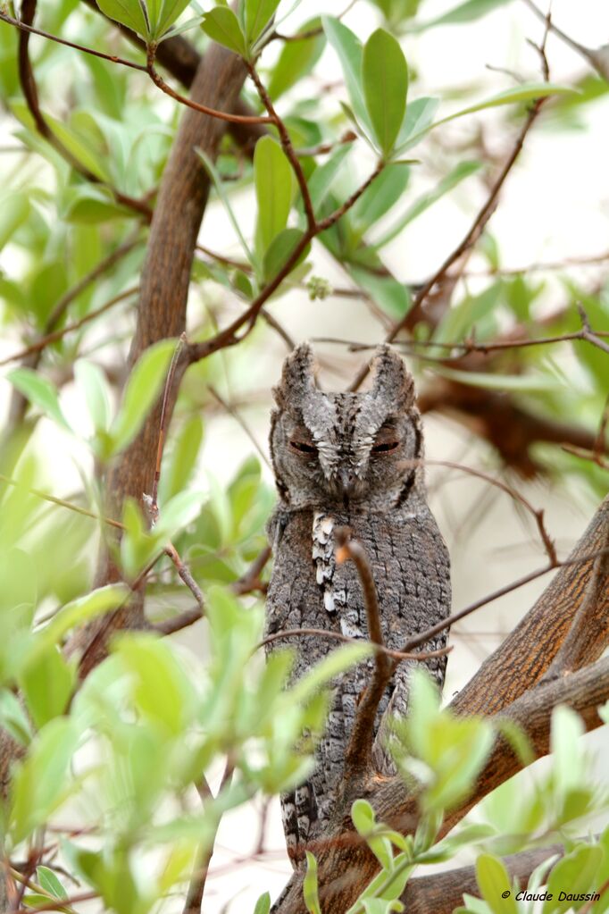 African Scops Owl