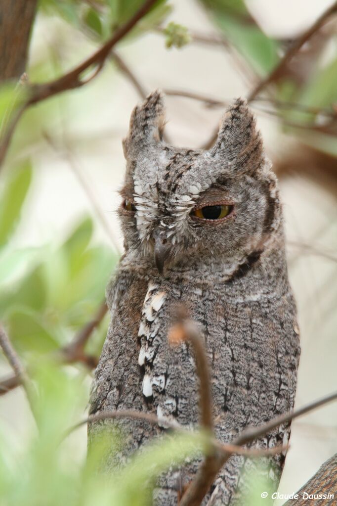 African Scops Owl