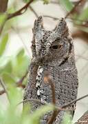 African Scops Owl