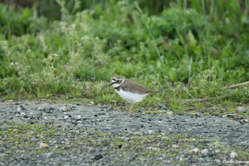 Little Ringed Plover