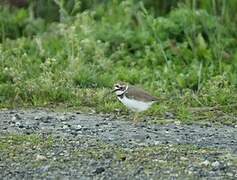 Little Ringed Plover