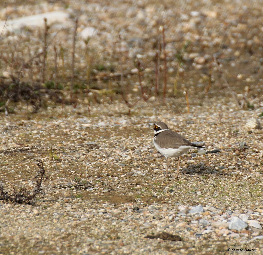 Little Ringed Plover