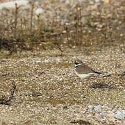 Little Ringed Plover