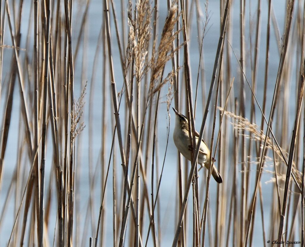 Sedge Warbler