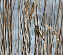 Phragmite des joncs