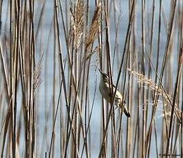 Phragmite des joncs