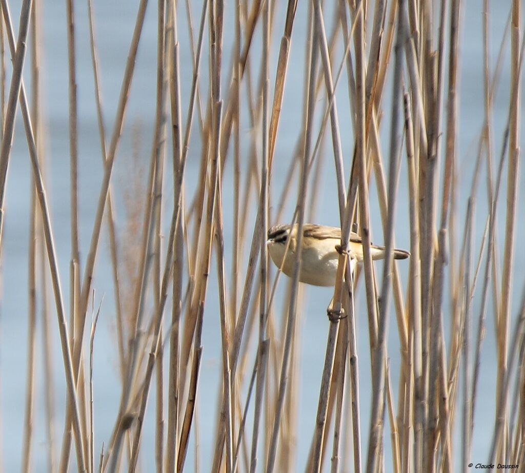 Sedge Warbler