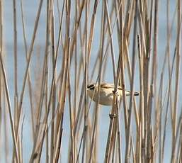 Phragmite des joncs