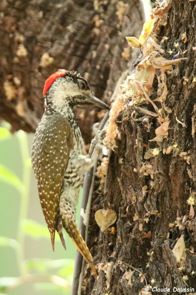 Golden-tailed Woodpecker