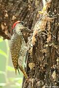 Golden-tailed Woodpecker