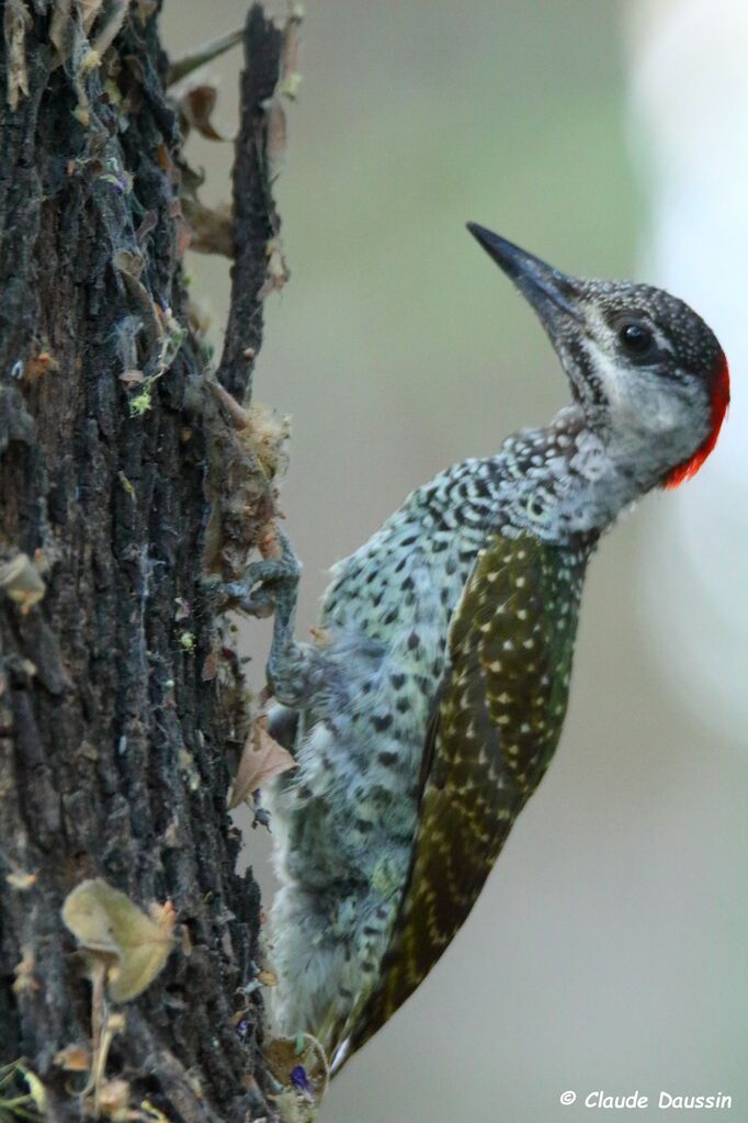 Golden-tailed Woodpecker