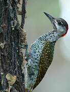 Golden-tailed Woodpecker