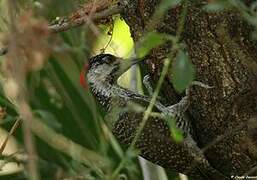 Golden-tailed Woodpecker