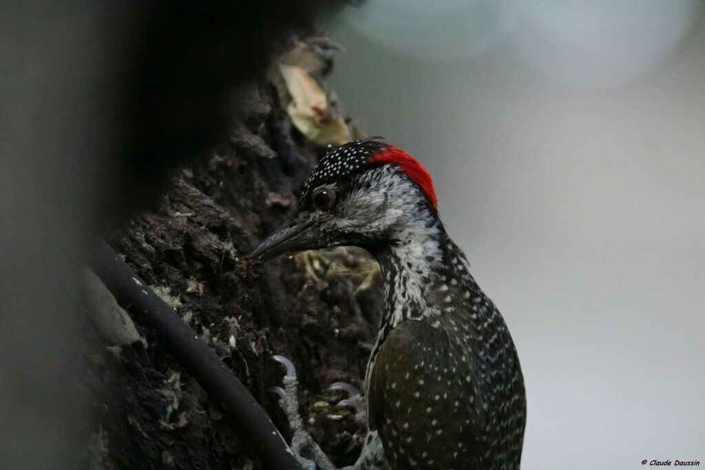 Golden-tailed Woodpecker