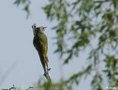 Grey-headed Woodpecker