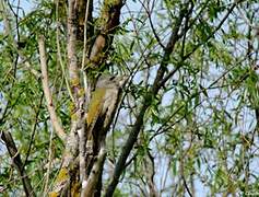 Grey-headed Woodpecker